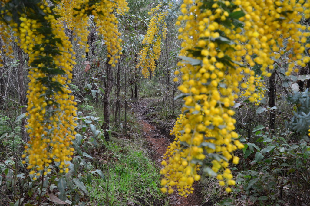 Bibbulmun Track