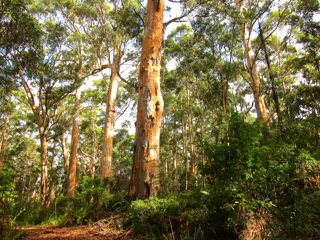 Bibbulmun Track - Northcliffe to Walpole - Inspiration Outdoors