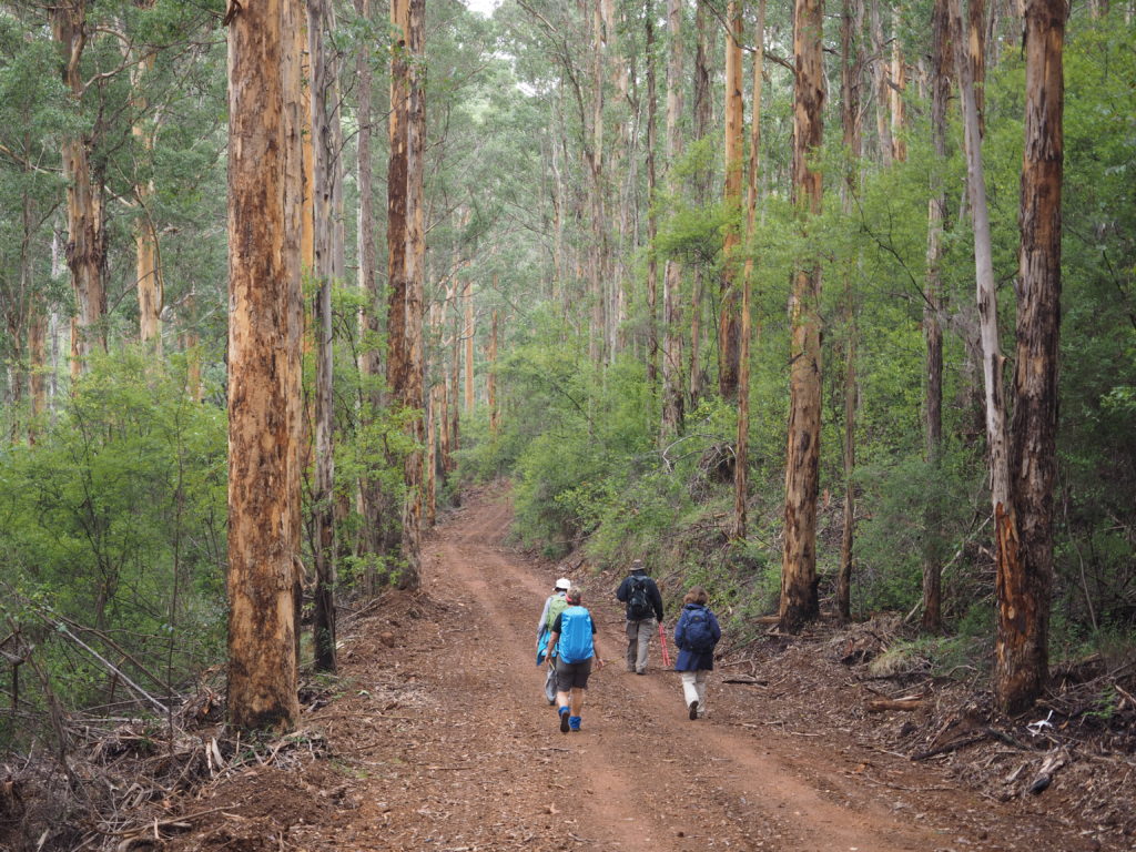 Group of walkers in Karri forest