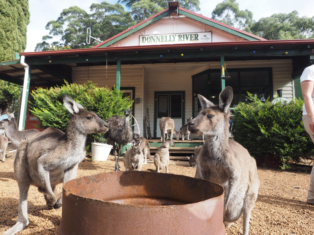 Kangaroos at Donnelly River