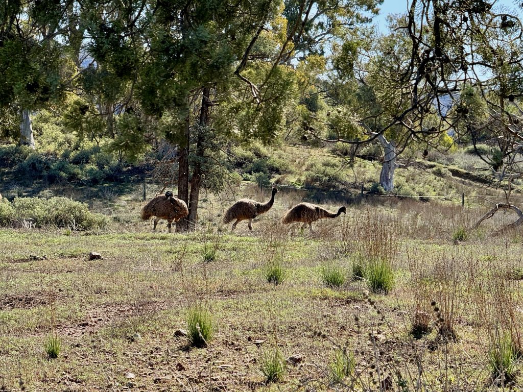 Flinders Ranges guided walking tour