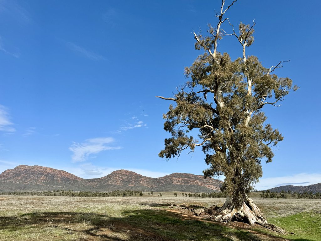 Flinders Ranges guided walking tour