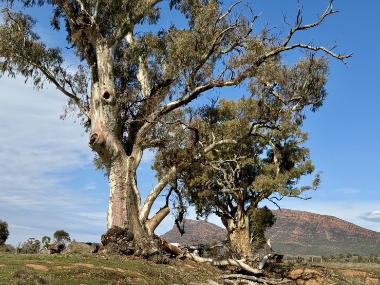 Day 6 - Mount Ohlssen Bagge Walk & Sacred Canyon Tour