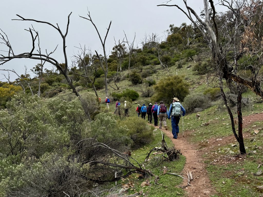 Flinders Ranges guided walking tour