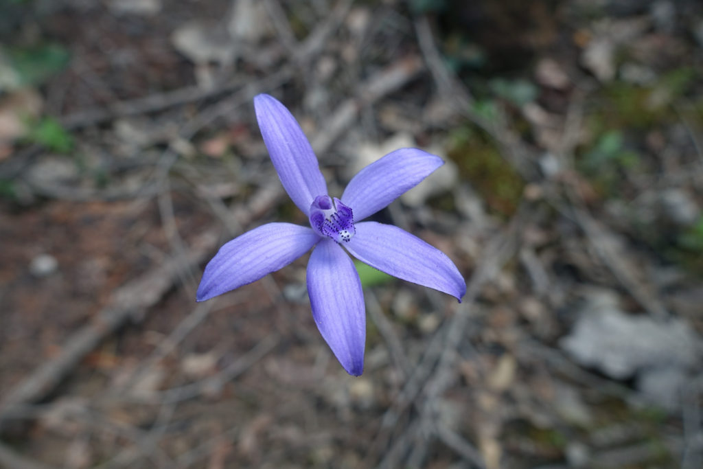 Orchid on Bibbulmun Track