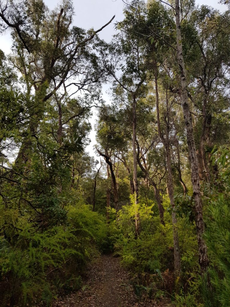 Bibbulmun Track Donnely River to Balingup