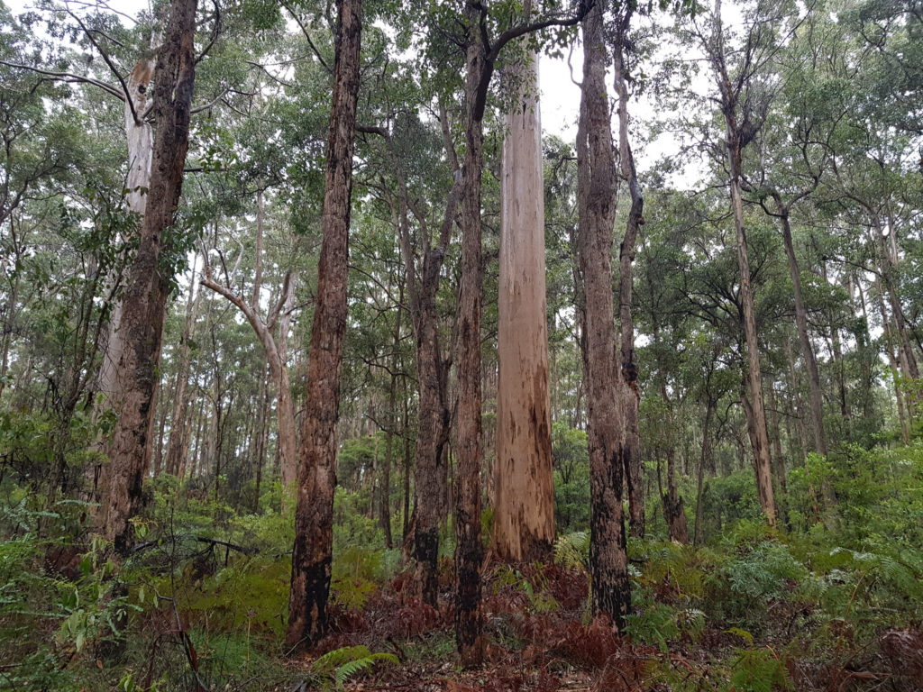 Bibbulmun Track Donnely River to Balingup