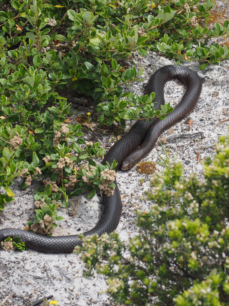 why-you-shouldn-t-be-afraid-of-snakes-when-hiking-in-australia