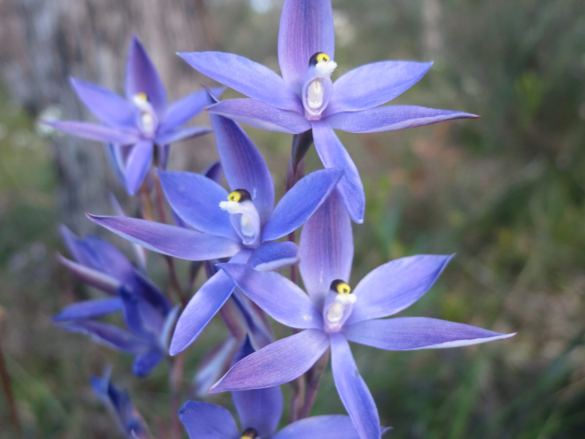 9 Must See West Australian Orchids Inspiration Outdoors 