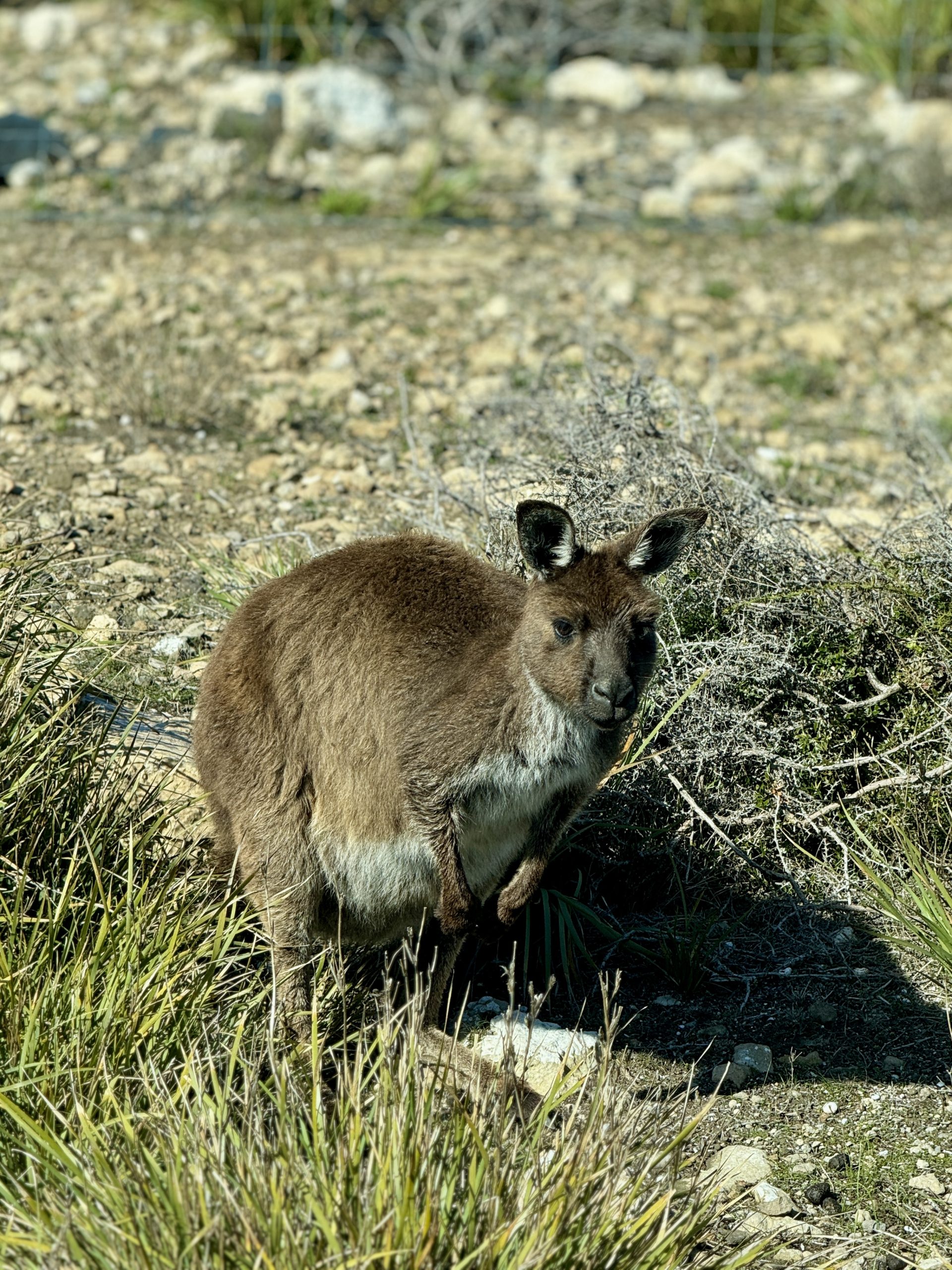 Kangaroo Island - Flinders Chase, Nature & Wildlife Day Tour