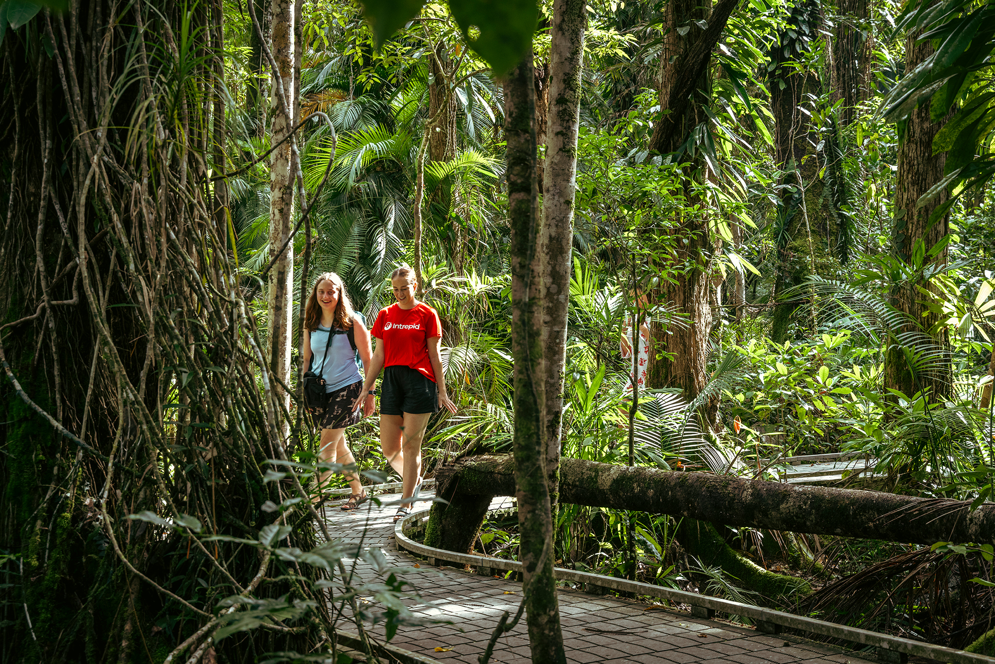 A guide from Inspiration Outdoors walks with a small group along a lush boardwalk trail in Daintree National Park, Cape Tribulation, surrounded by vibrant green rainforest foliage.