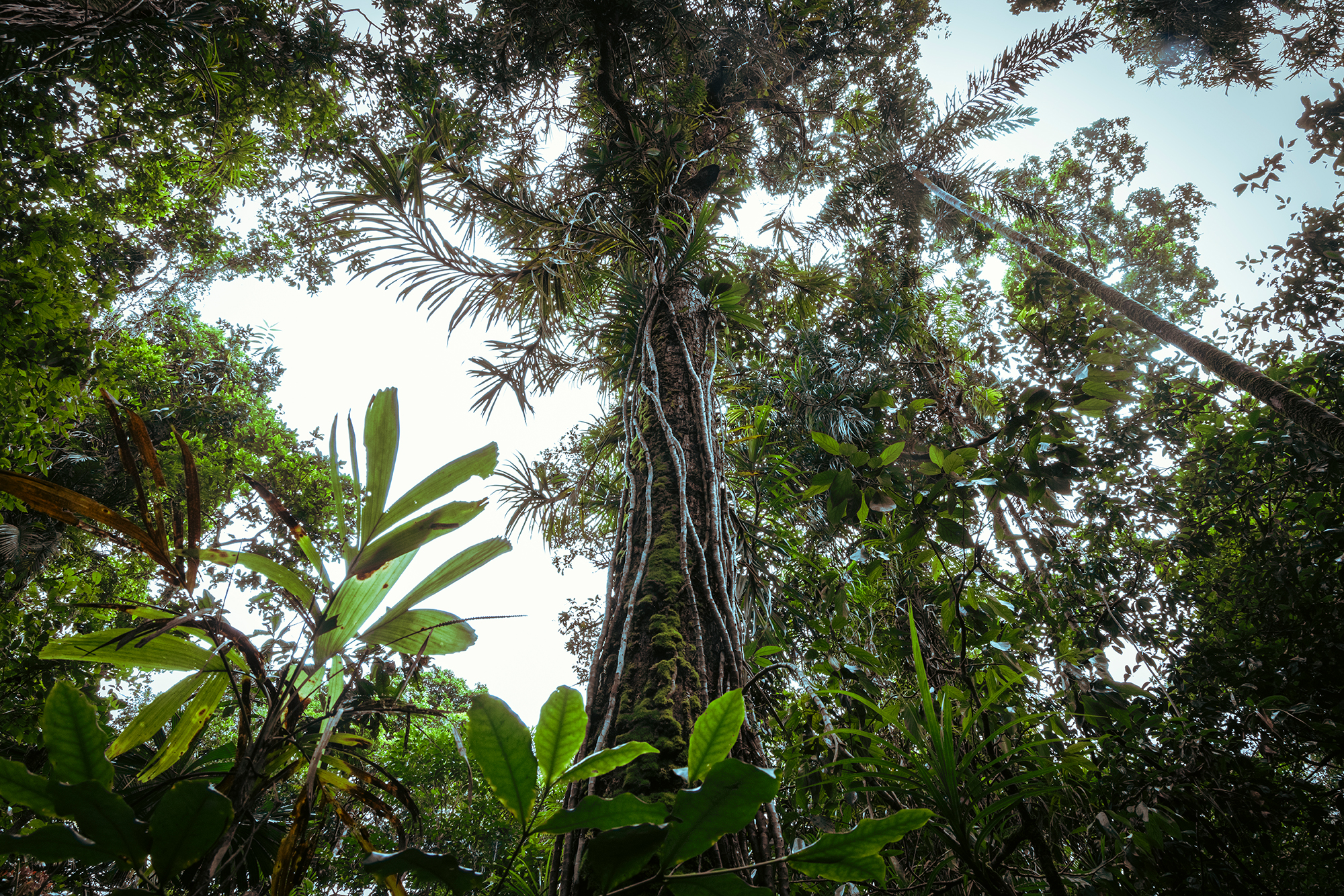 A guide from Inspiration Outdoors walks with a small group along a lush boardwalk trail in Daintree National Park, Cape Tribulation, surrounded by vibrant green rainforest foliage.