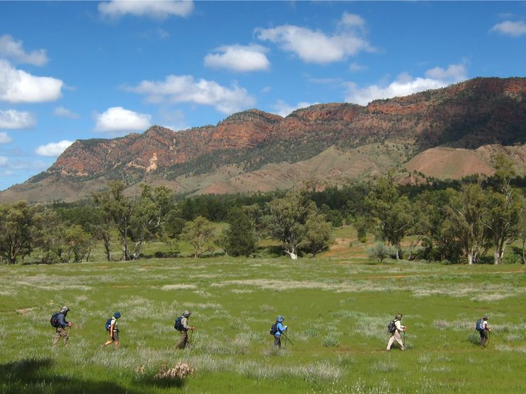 Hikers trekking through the scenic Aroona to Parachilna section of the Flinders Ranges, surrounded by lush grasslands and towering red cliffs. This breathtaking multi-day walk showcases the rugged beauty of South Australia's outback. Experience guided walking tours with Inspiration Outdoors and explore one of Australia's most iconic hiking destinations.